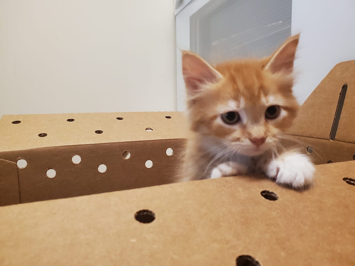 How to Foster Cats and Kittens. Common Questions About Fostering Cats… by The Divergent Shift