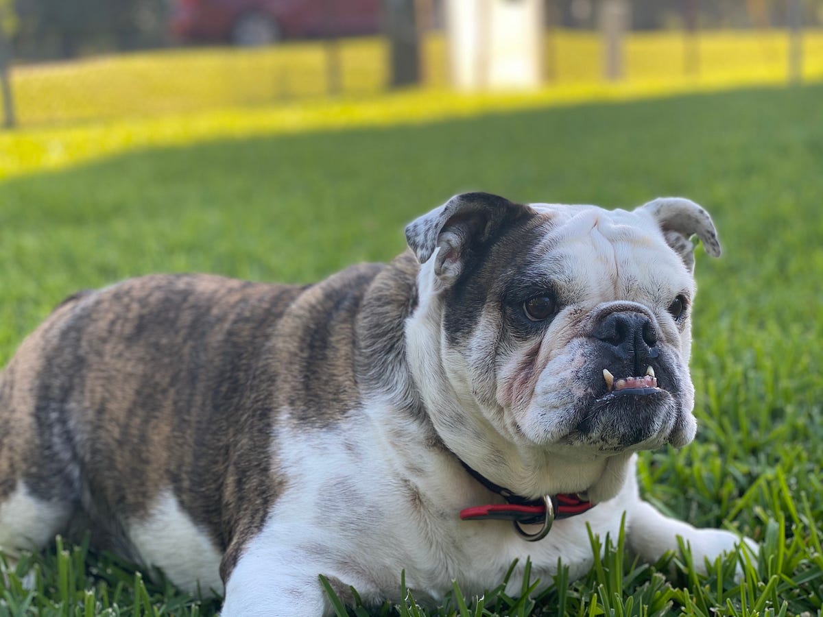 Five Things To Consider Before Owning A Bulldog By Carley Arnone Medium