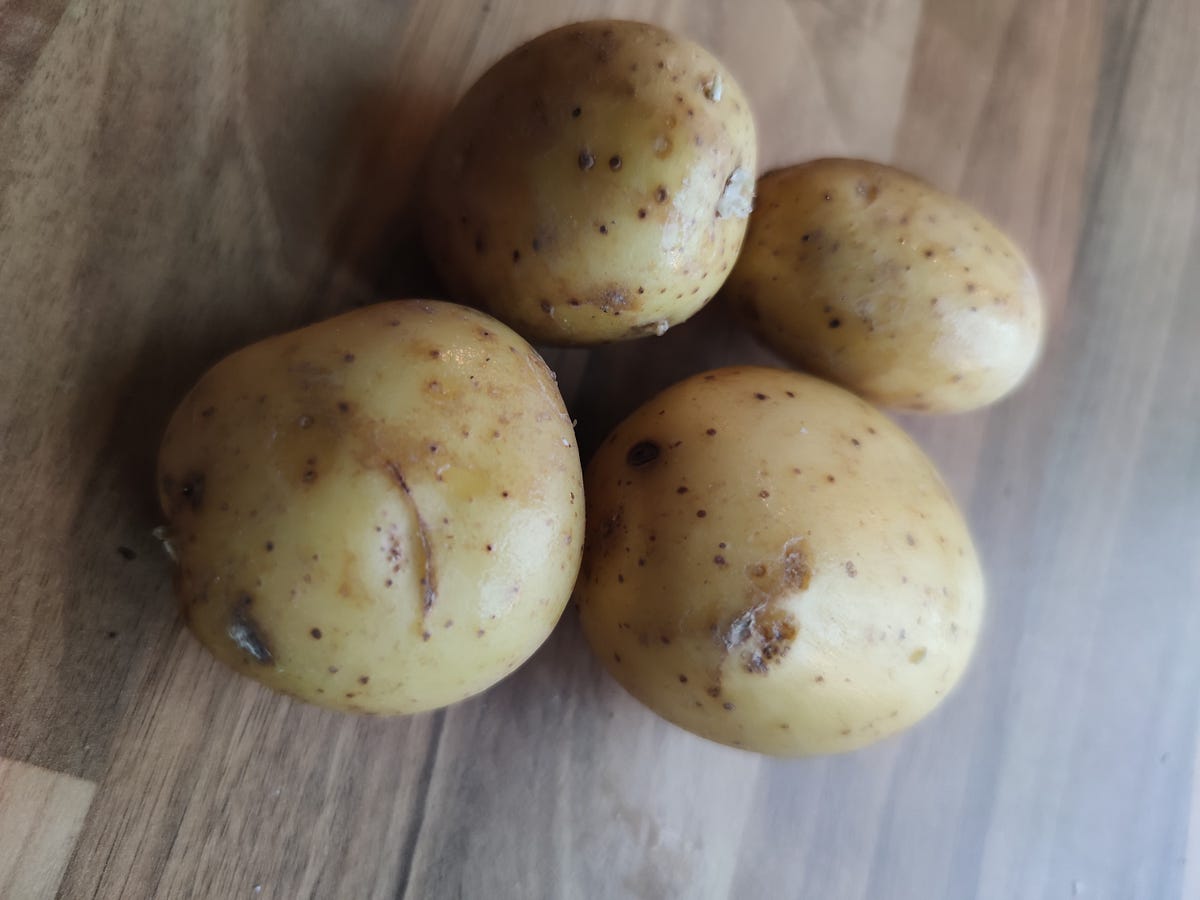 Review of Potato “Belana”. Solanum tuberosum 'Belana', by Henrik Hageland, Dec, 2023