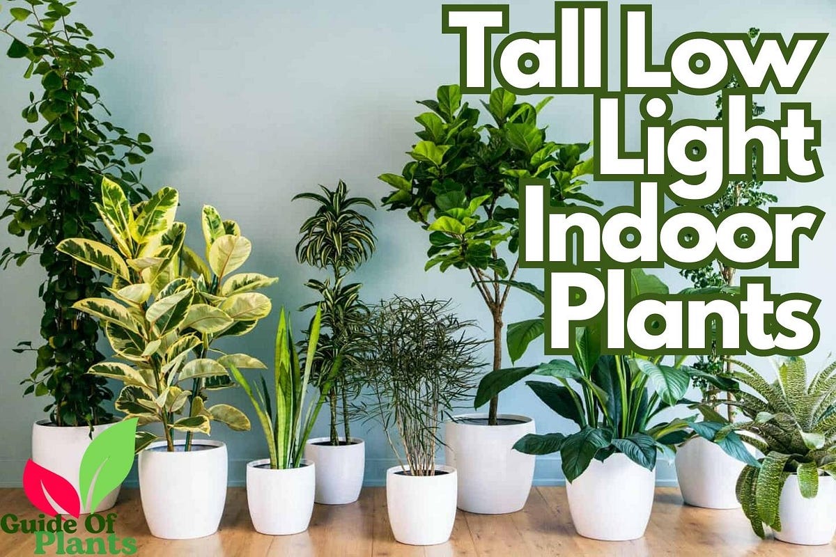 5 Tall Low Light Indoor Plants For Your Indoor Space | by KMR Blogs ...