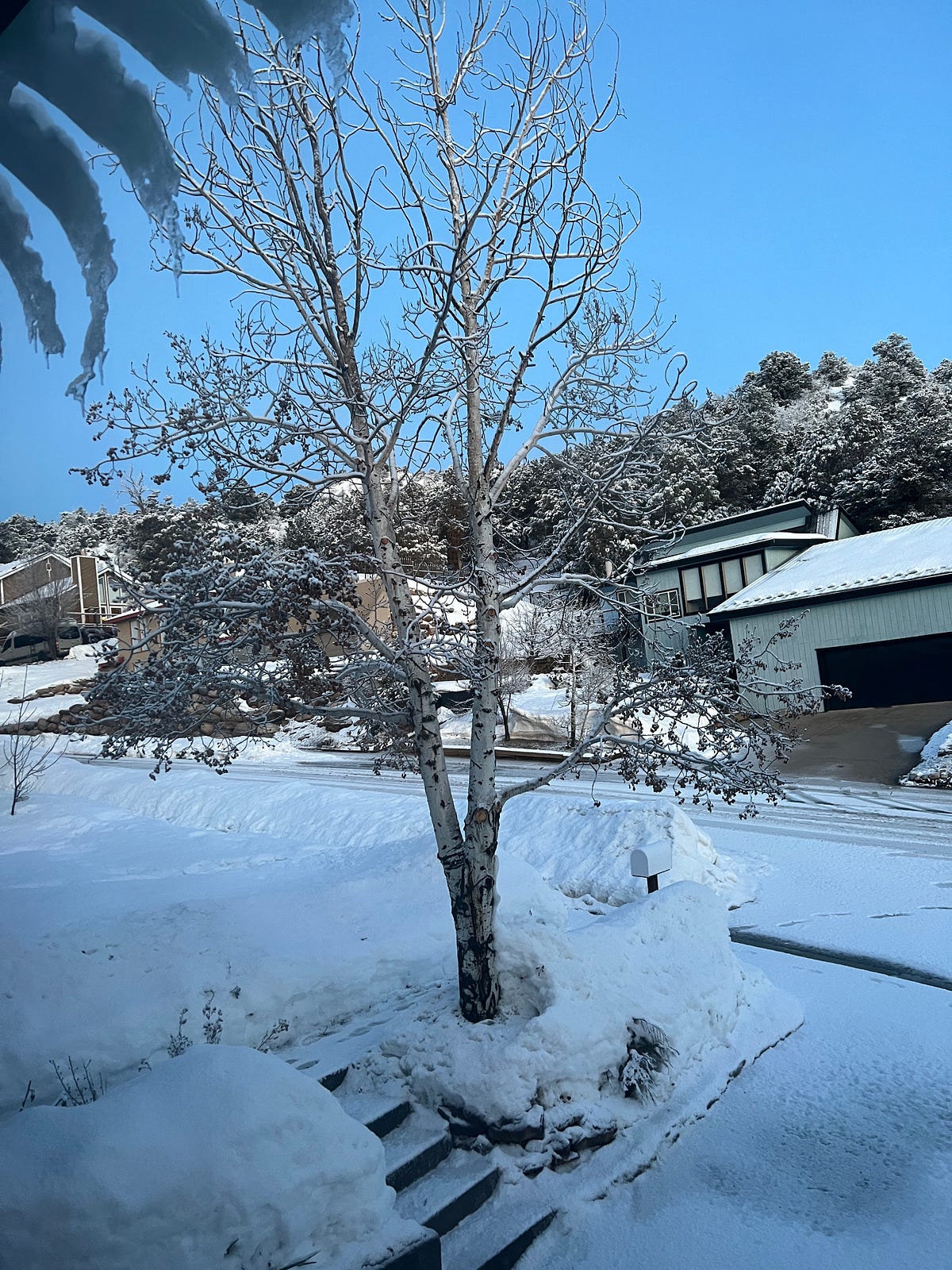 The Detached and Dying Aspen. She was dying of disconnection and… by