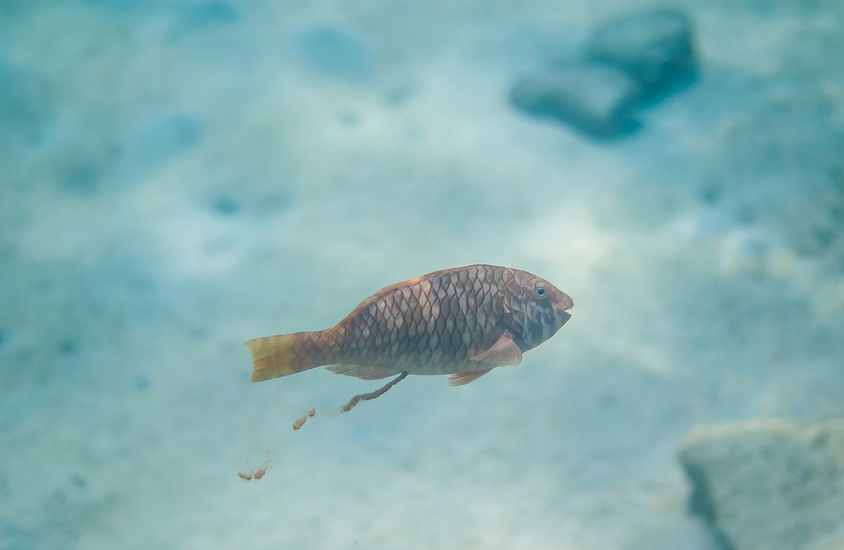Farting Fish Know How to Clear a Room by Amy Sea The Haven Medium