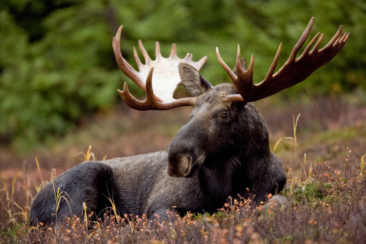 Real Life Biggest Moose in the World  : Unveiling the Majestic Giant