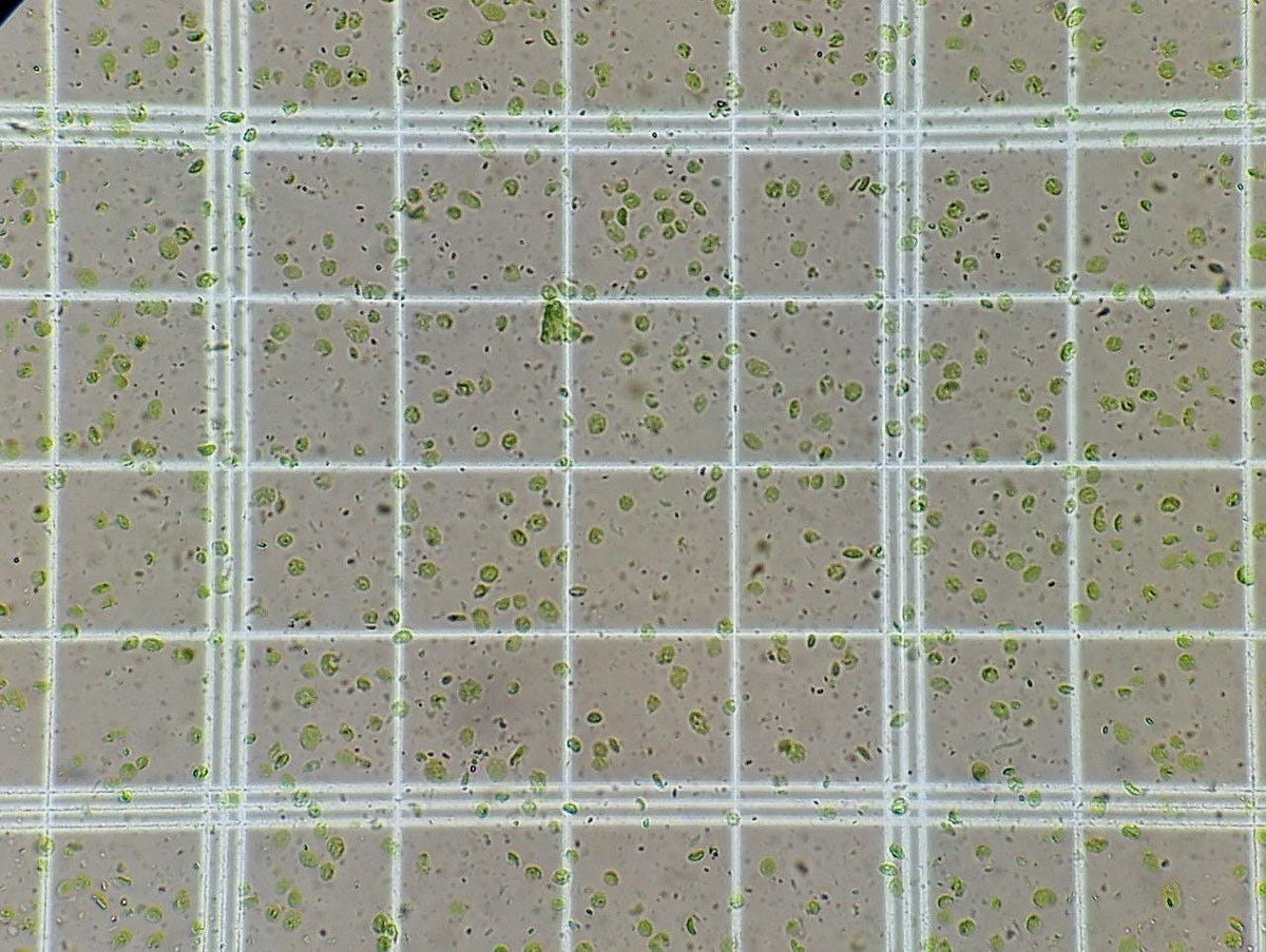 Detecting Green Cells in Grid Squares: A Step-by-Step Guide with OpenCV ...