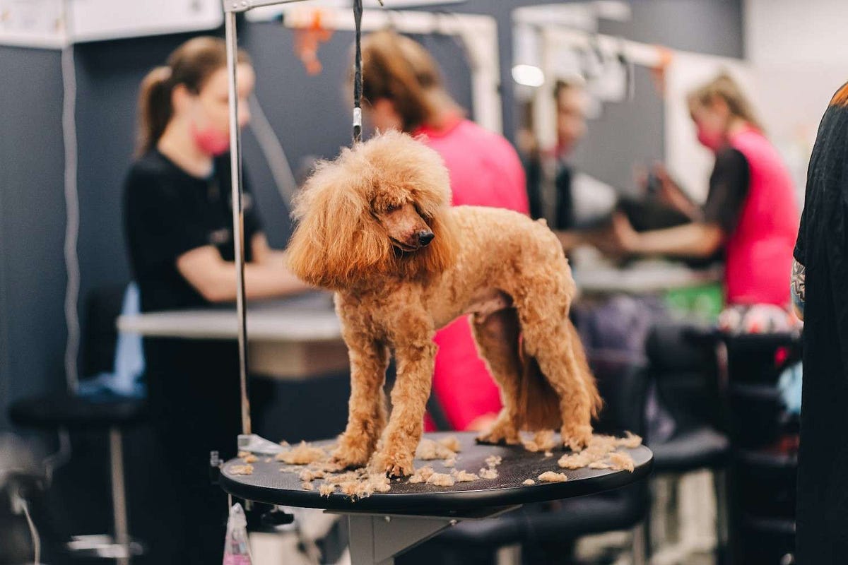 Poodle Mix Grooming Tricks For Advanced Groomers photo