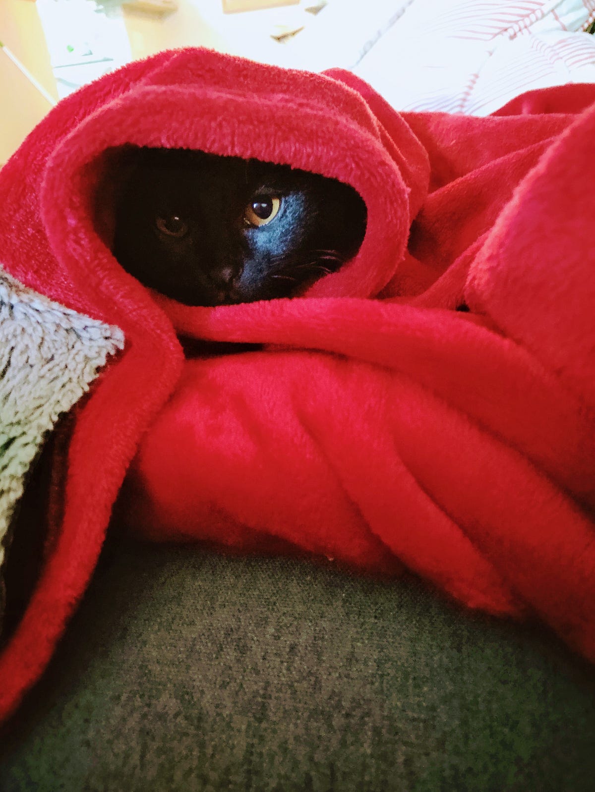 Why Cats are Royal. And how they can help us by Kianna Lux Treading