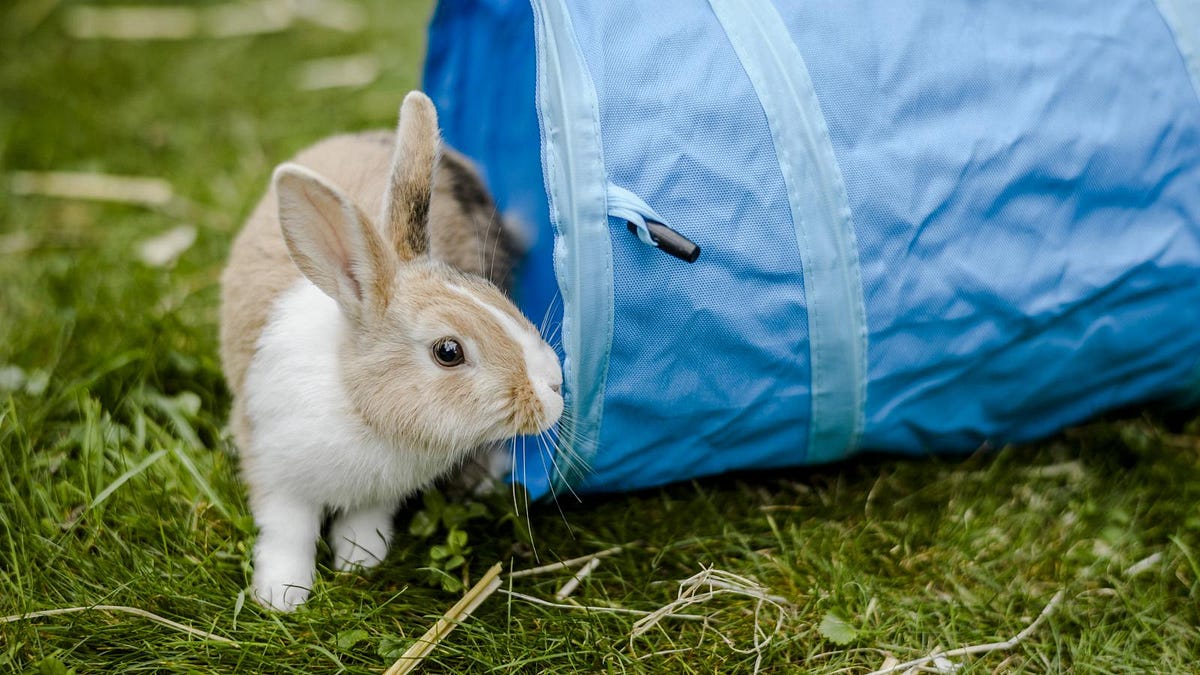 Connecting Python with RabbitMQ. Learn how to create a module to ...