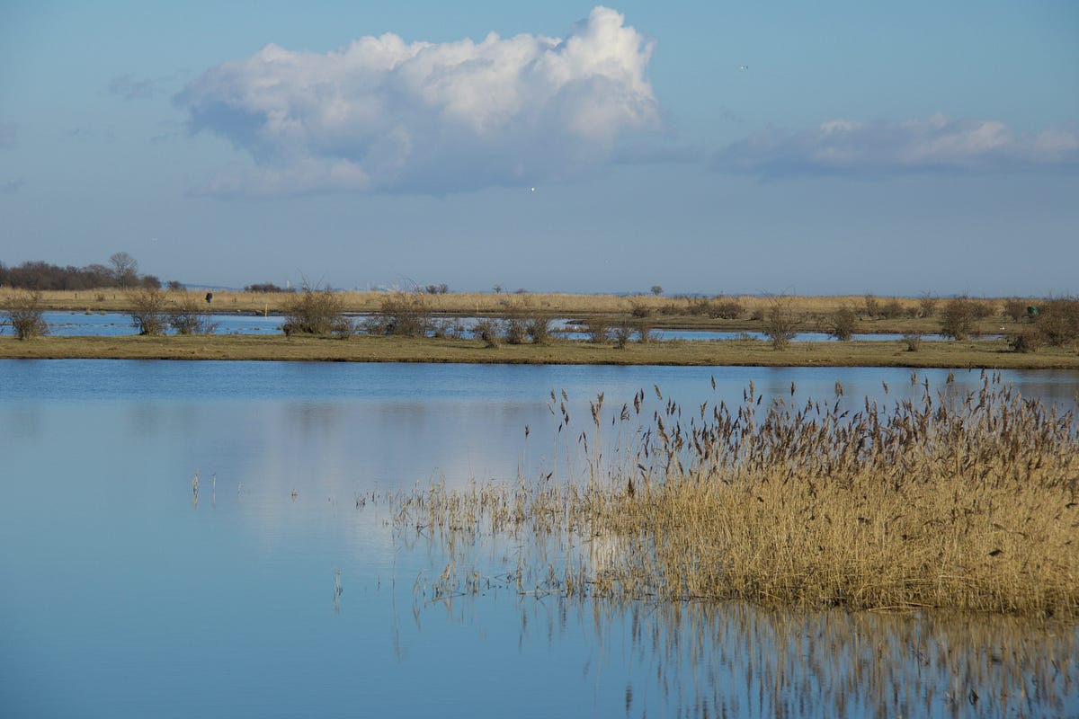 This is an awesome title!. Bacon ipsum dolor amet burgdoggen beef… by