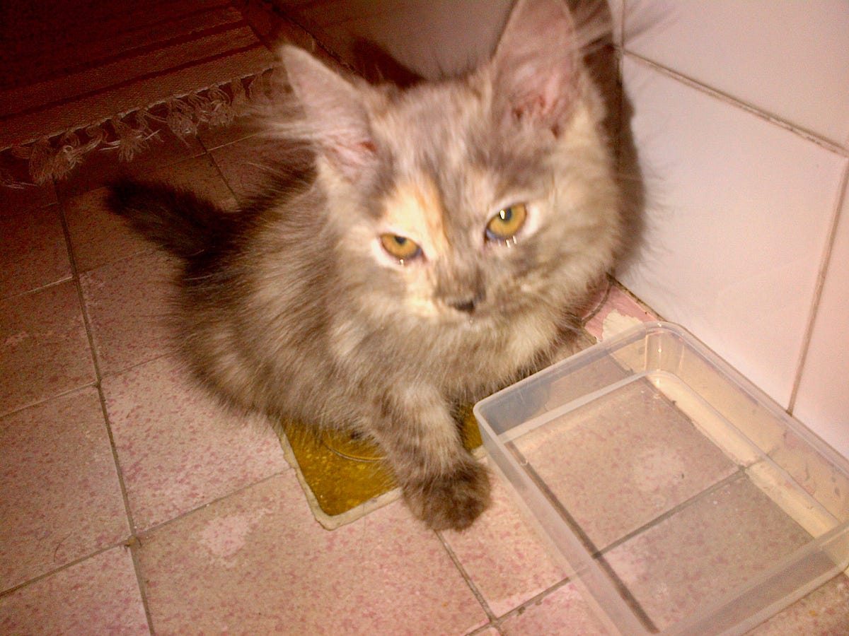 I Declawed My First Cat and Never Did It Again by Vic Alcuaz