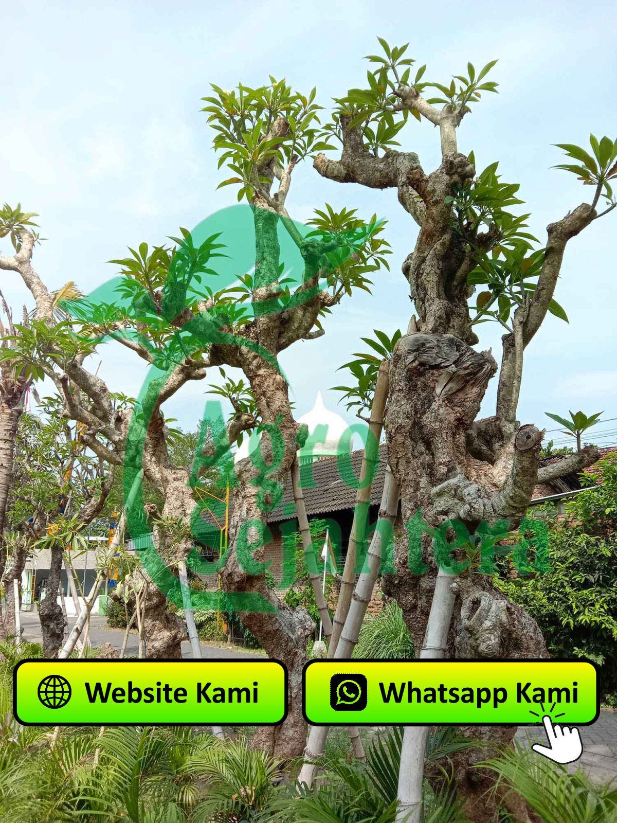 Jual Pohon Kamboja Fosil Besar Kabupaten Pangandaran By Pualanpohon jual-pohon-kamboja-fosil-besar-kabupaten-pangandaran-by-pualanpohon