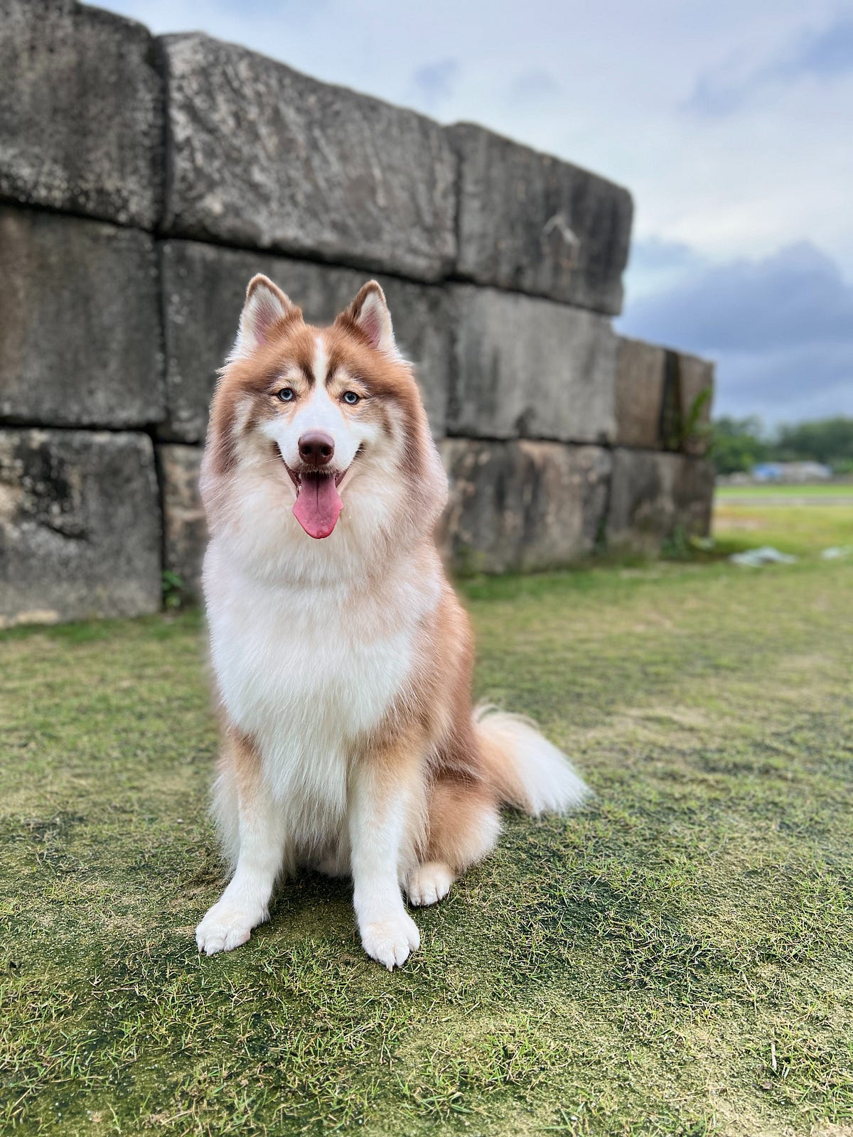 POMSKY DOG FOOD Dogfoodbar Medium