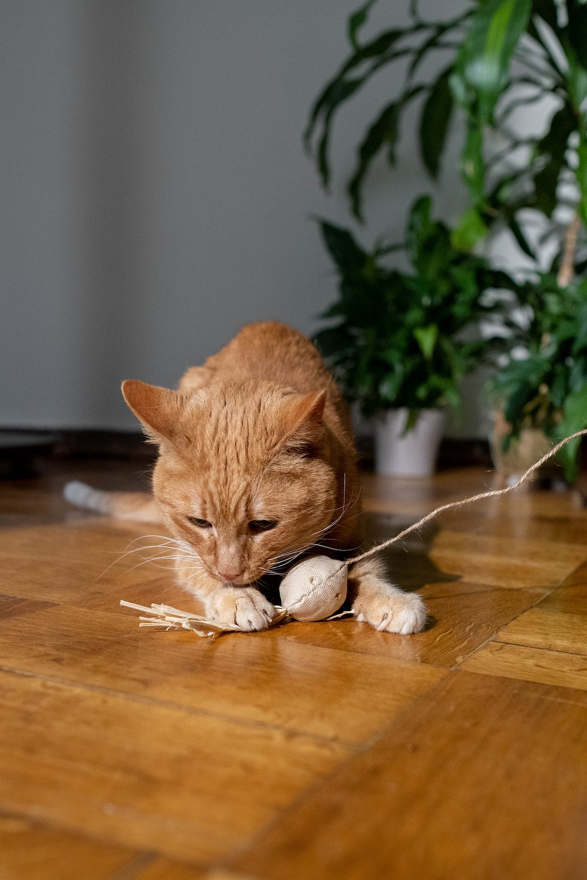 How To Play With Your Cat. Playing with your cat is a great way to