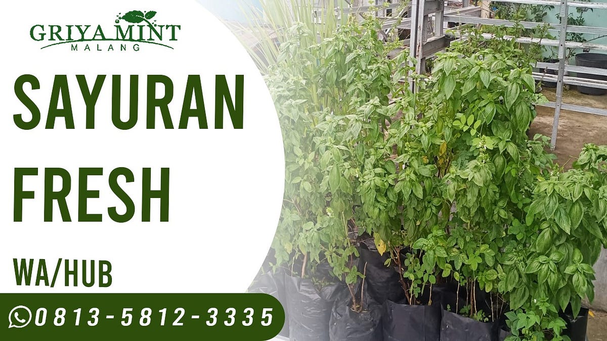 JUAL DAUN BASIL FRESH PANDEAN, WA 081358123335 by Daun Rosemary