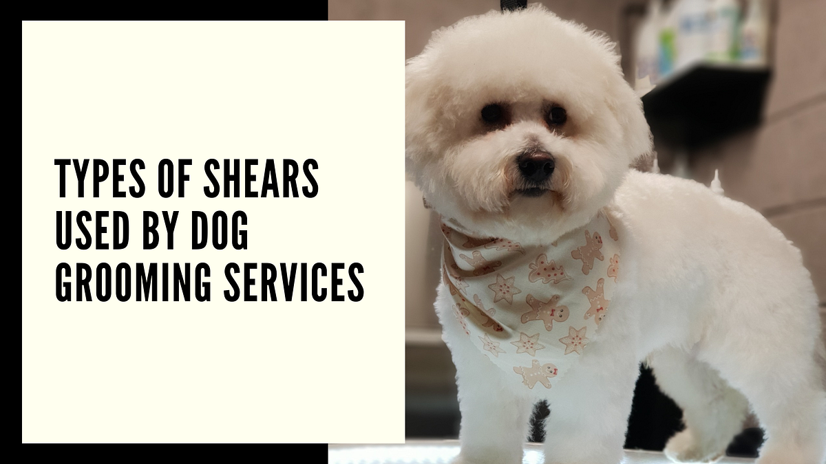 Different Types Of Shears Used By Dog Grooming Services? by Bark in