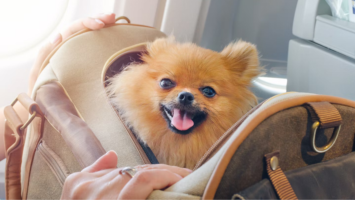 What is Jet2 Pet Travel Policy 2023 ? by Harry Carter Sep, 2023