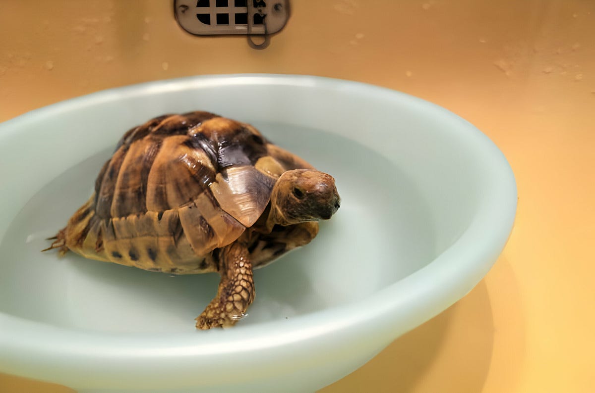 “Shell Scrub A Simple Guide on How to Clean a Turtle Shell” Turtle
