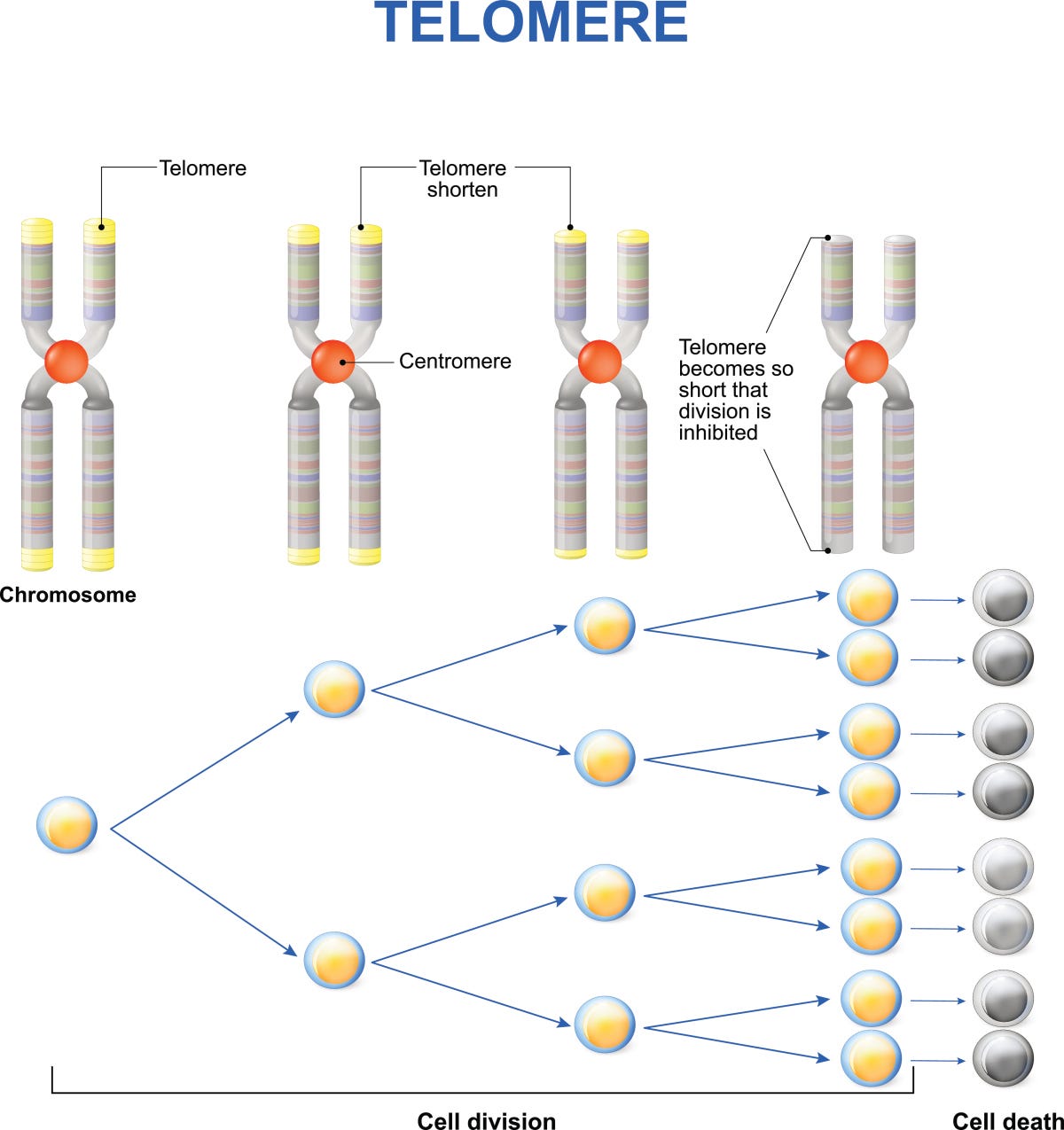 🧬 Why No One Talks About Telomeres — Until Now | The Science Behind TeloPro®