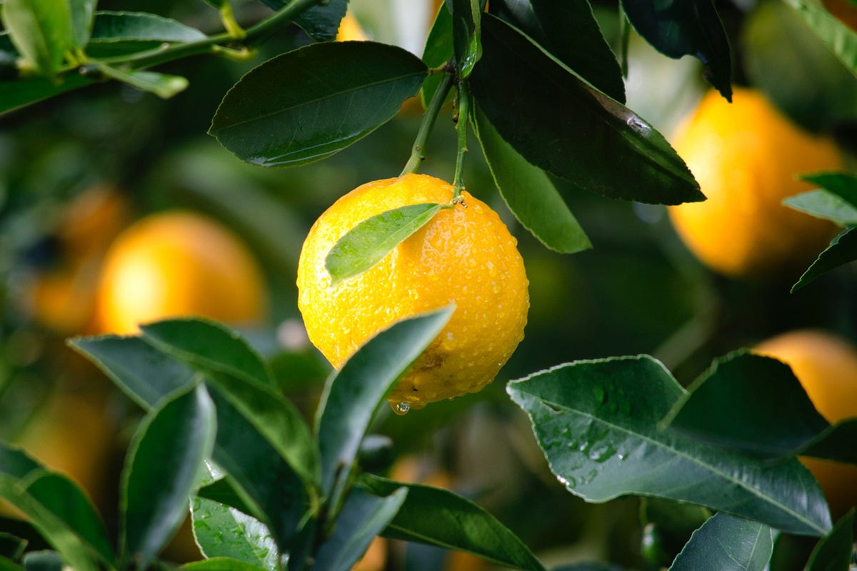 How to grow a lemon tree from seed at home faster — unbelievable trick