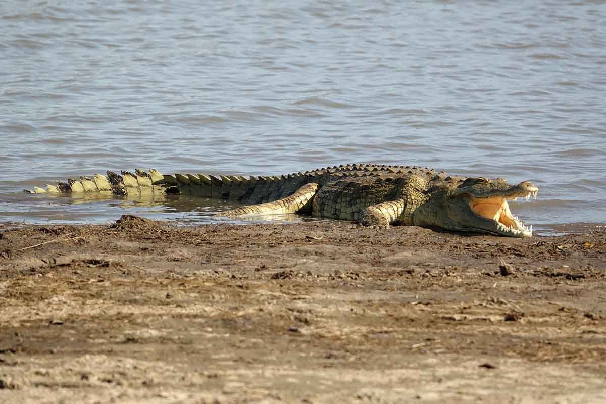 Safari Rondreis Tanzania. Bagamoyo-Mikumi-Selous, 7-daagse… | by Africa ...