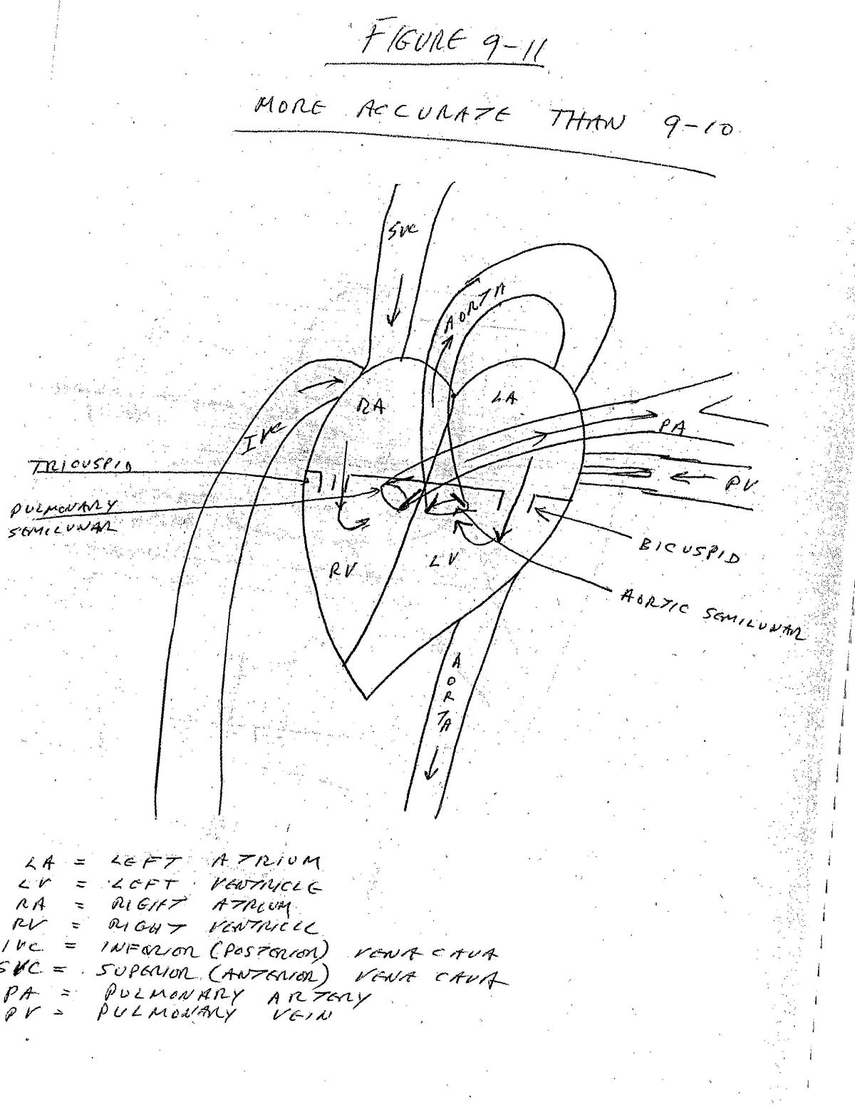 The Mammalian Heart Dissection. Students of most A&P classes will… by