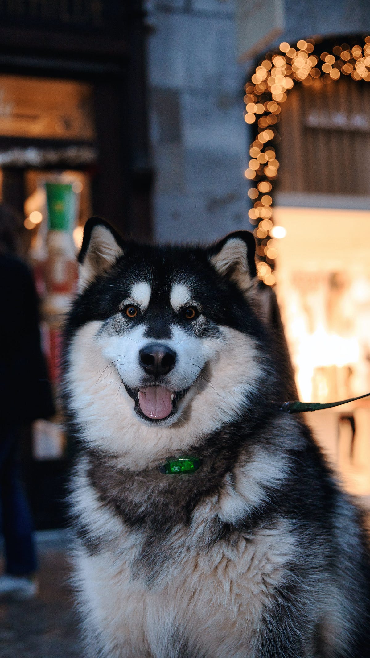 BEST DOG FOOD FOR ALASKAN MALAMUTES Dogfoodbar Medium