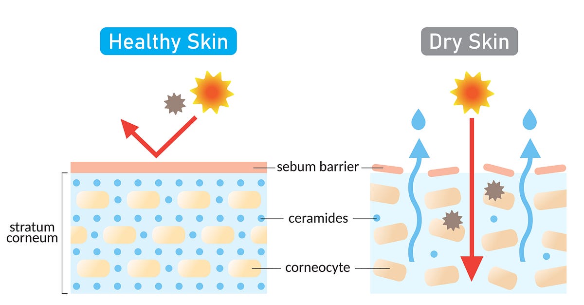 5 Ceramides benefits that your skin require on a daily basis | by ...