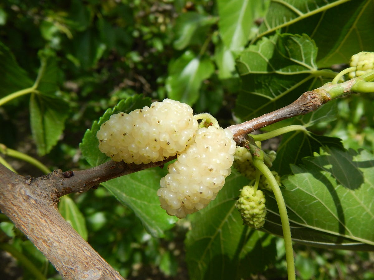 История детства. История к рецепту «Тутовый дошаб… | by ДОШАБ.ru | Medium