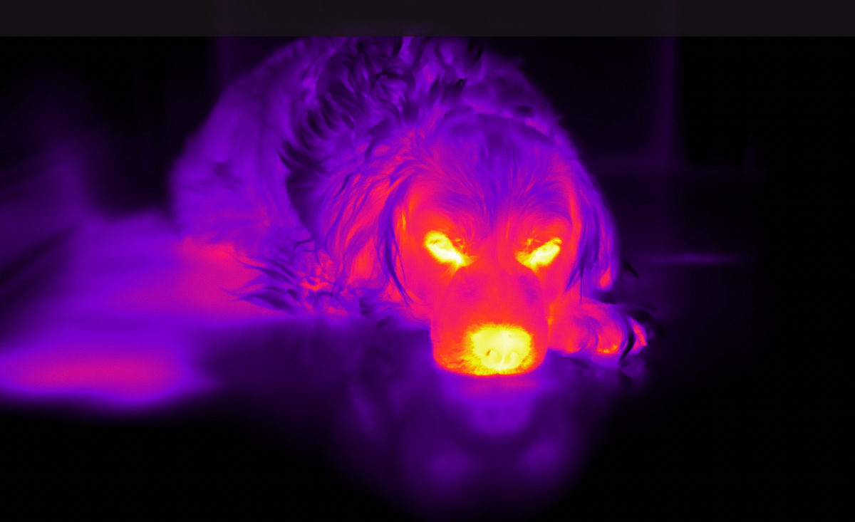 Some of the Awesome Things You Can See with an Infrared Camera by