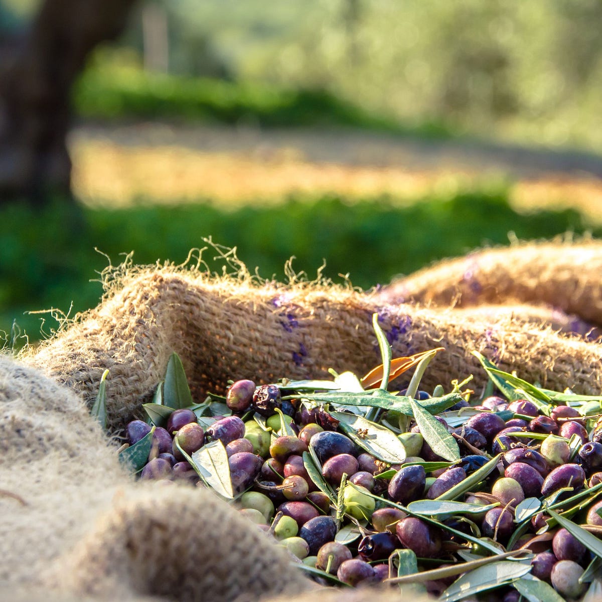 Harnessing the Power of Olive Oil Unveiling its Benefits for Cancer