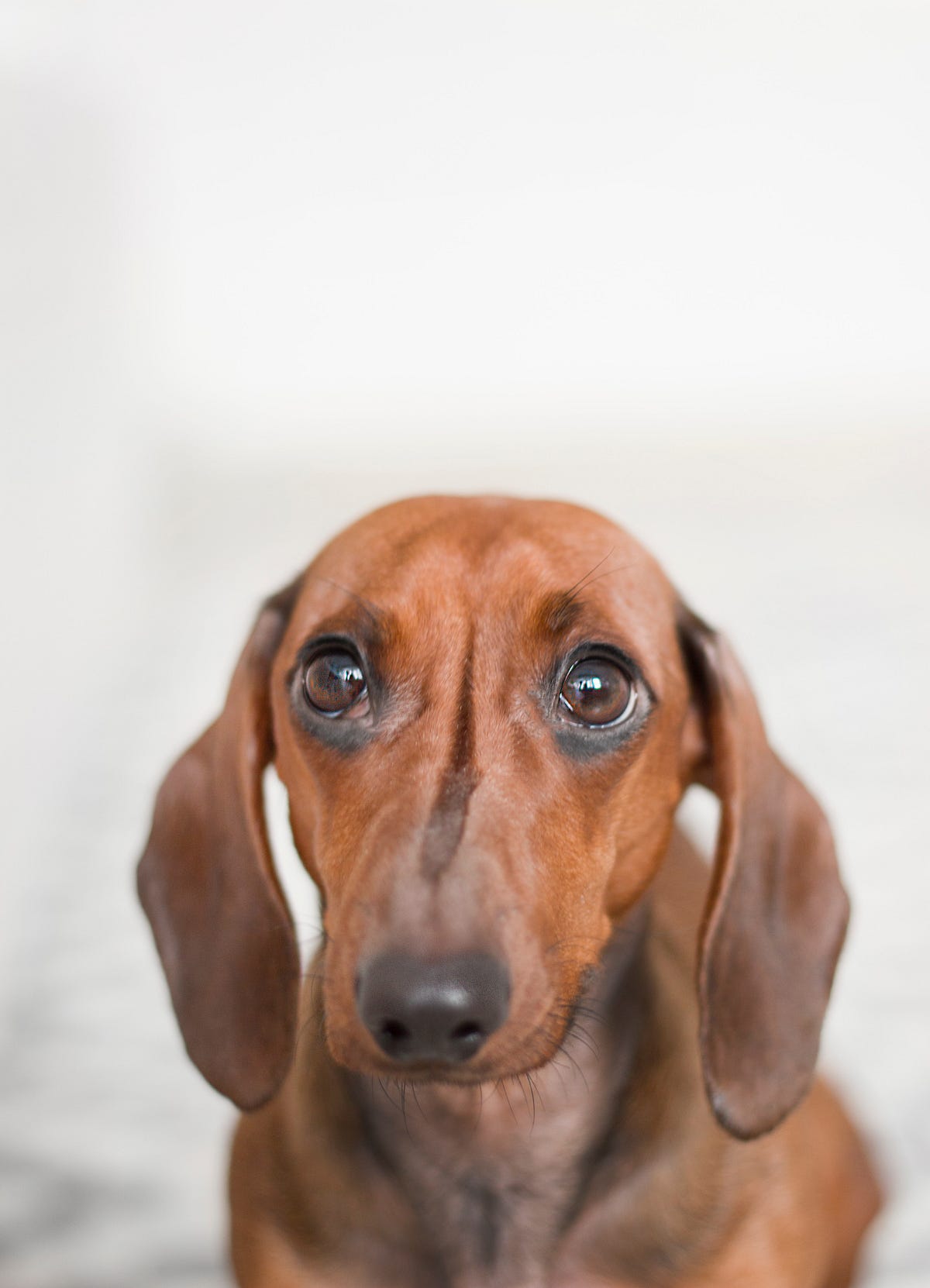 The Real Reason Why Dogs Hump. Why do dogs hump other animals? by Pet