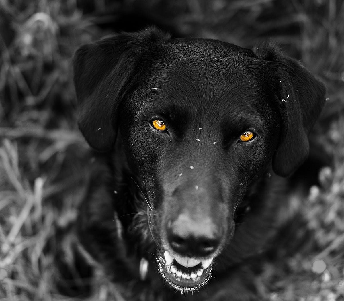 Unveiling The Healthiest Dog Food Choices For Your Canine Companion unveiling-the-healthiest-dog-food-choices-for-your-canine-companion