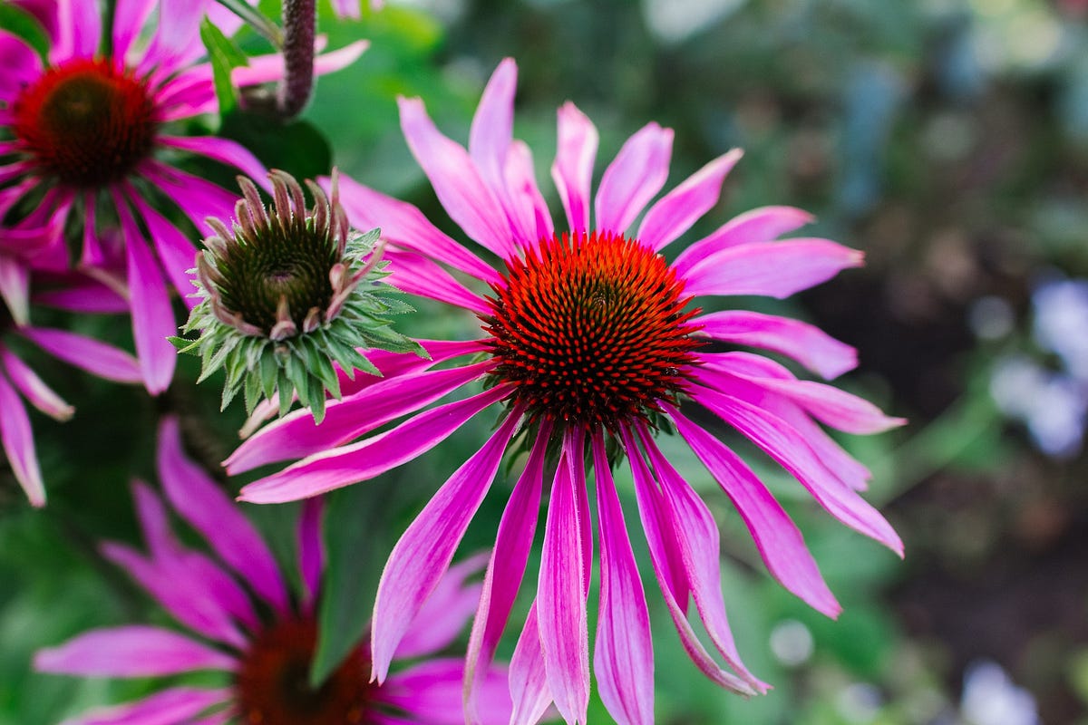 What Are the Benefits of Echinacea by Your Wellness Depot Medium