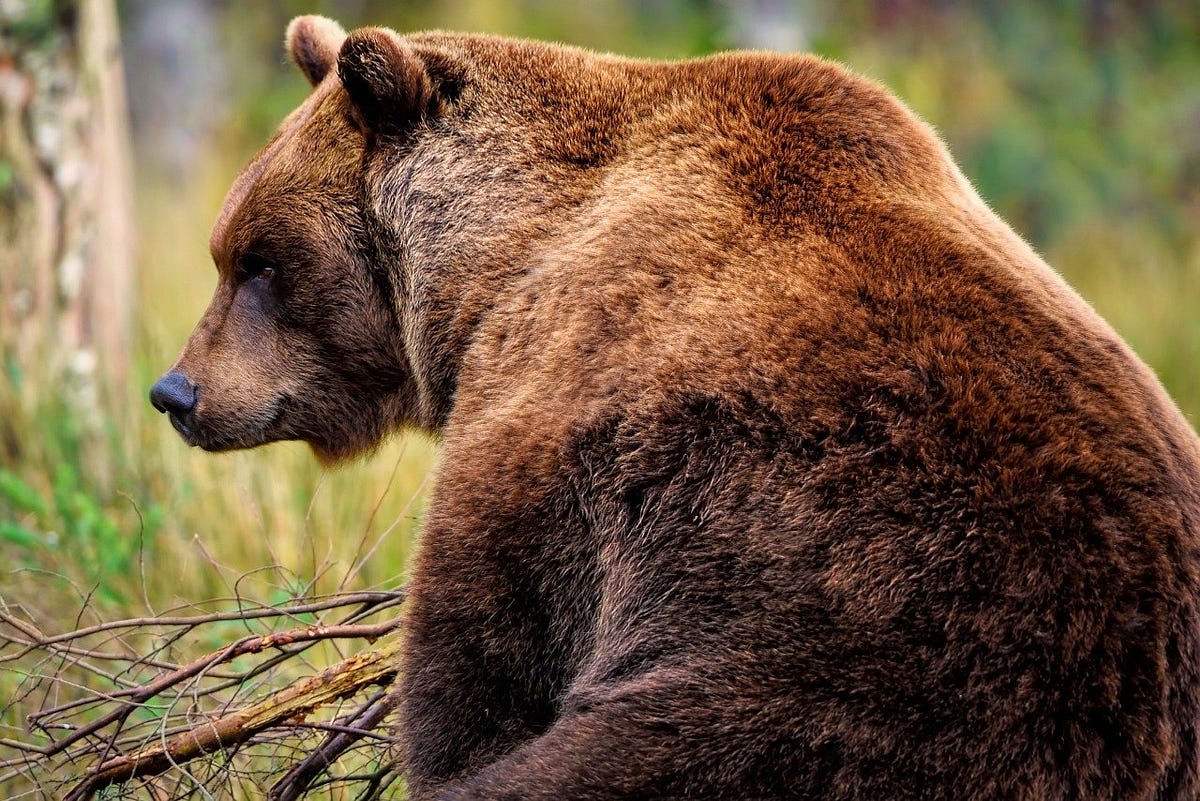 Wandering in Bear Country How To Safely Hike Through Bear Territory