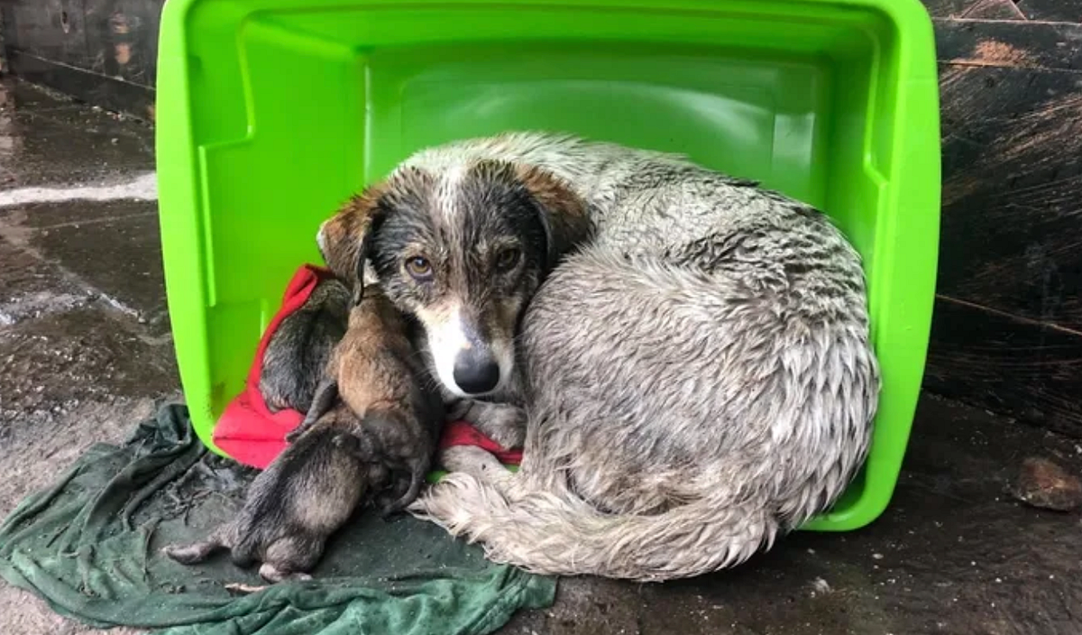 Why You Should Adopt a Dog (or Cat) From Mexico by Lee Ragsdale Medium