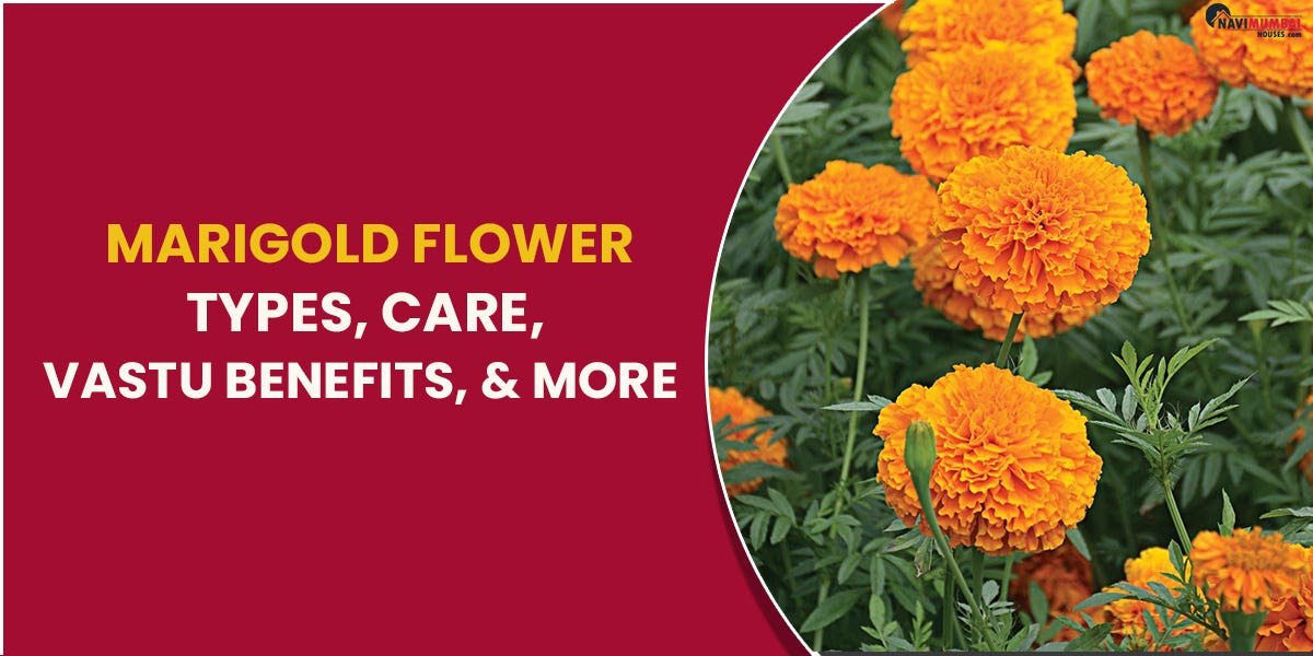Marigold Flower Types, Care, Vastu Benefits, & More by himani
