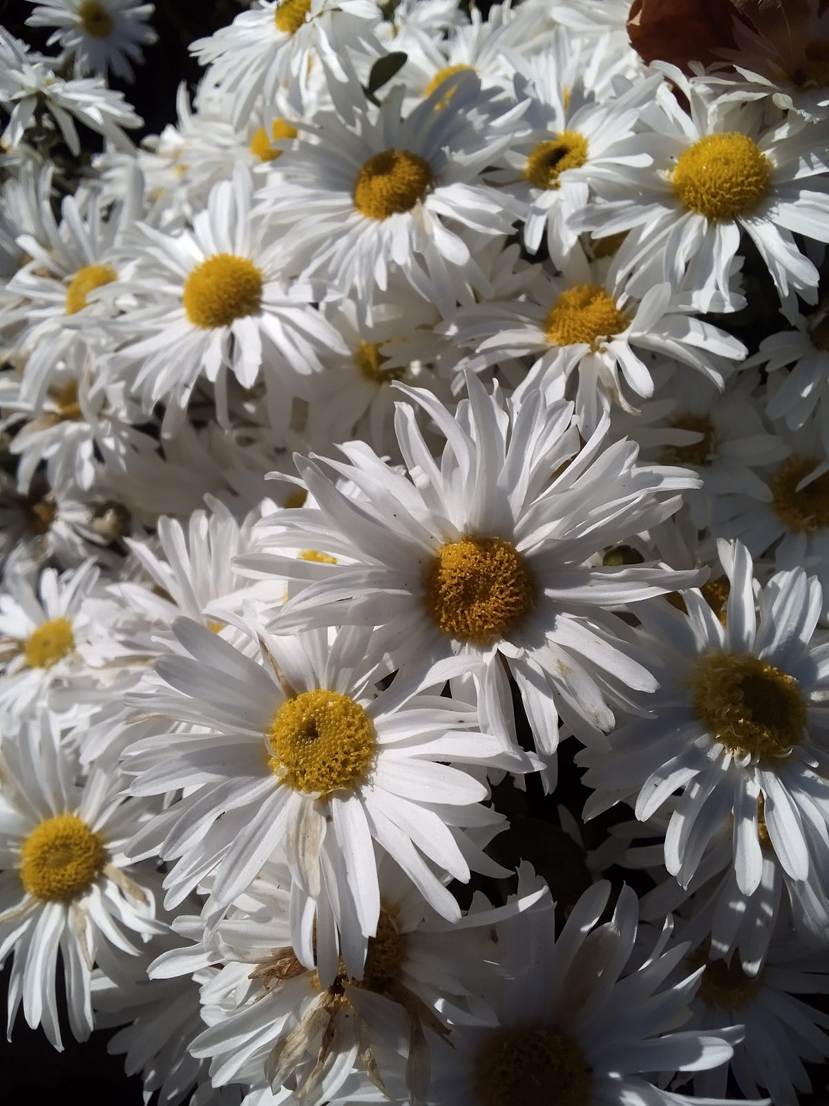 Just a Bunch of Fun Facts About Daisies by LIN Dancing Elephants