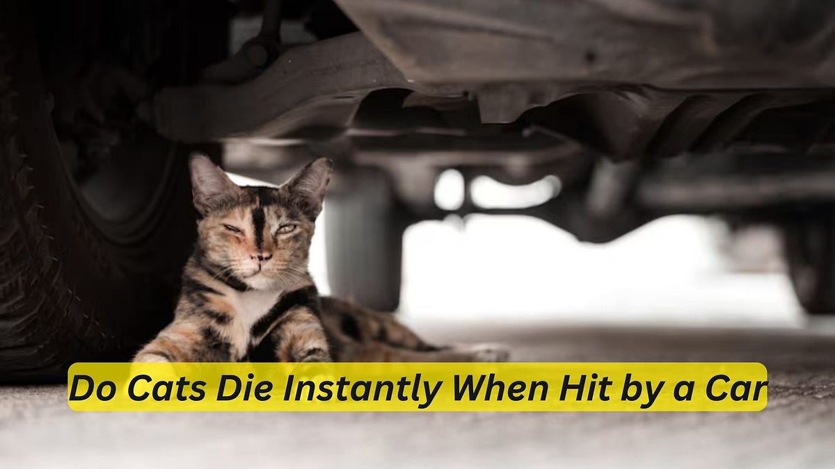 Do Cats Die Instantly When Hit by a Car? Unveiling the Harsh Reality