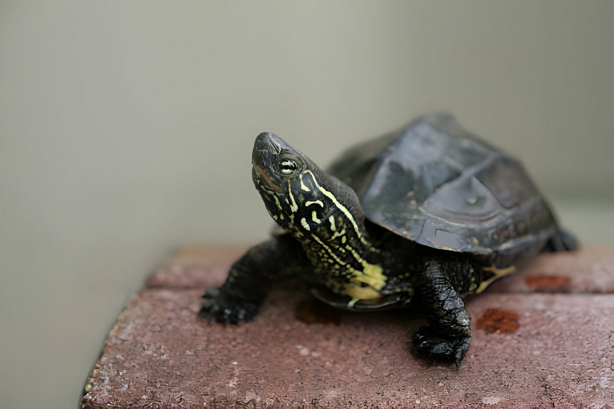 “Comprehensive Guide to Reeves Turtle Care & Species Profile” - Turtle ...