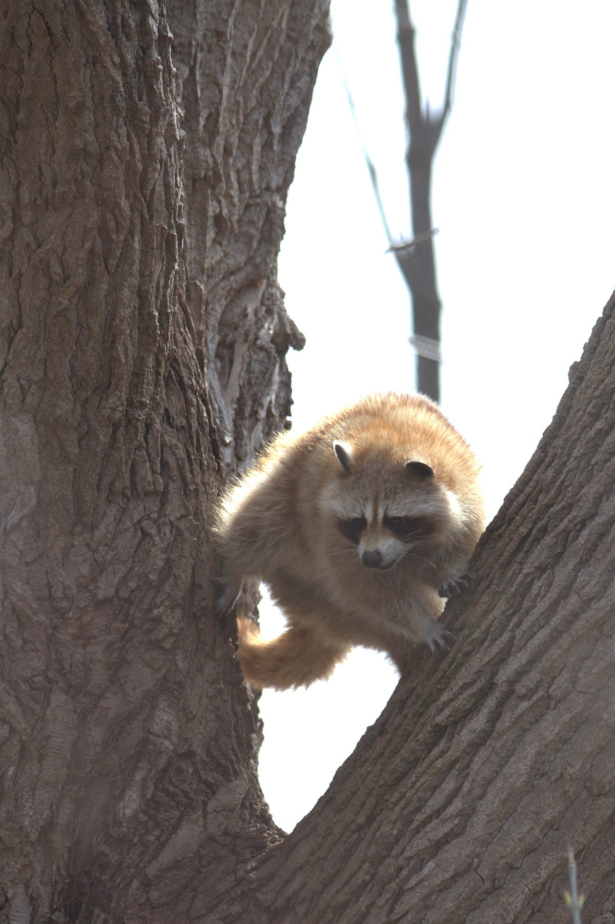 Python Objects: Between Mutable Changes and Immutable Constants | by ...