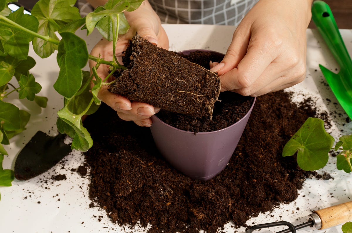 The Best Soil for Plants The Ultimate Guide to Choosing the Perfect