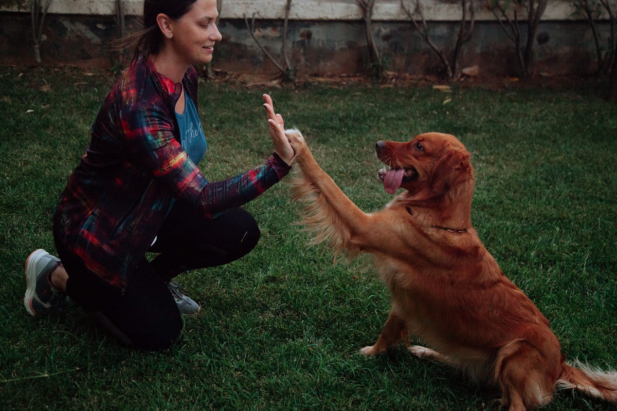 Comparing LongTerm Dog Boarding Options Kennels vs. InHome Boarding