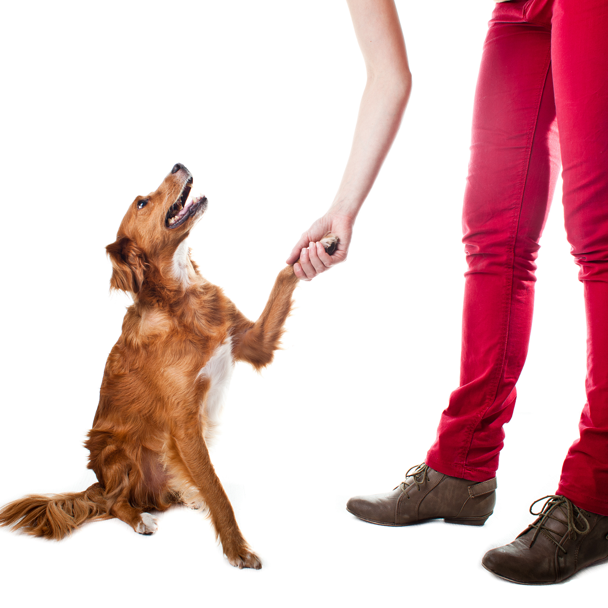 Understanding Your Dog’s Body Language by Devoted Pet Food Products