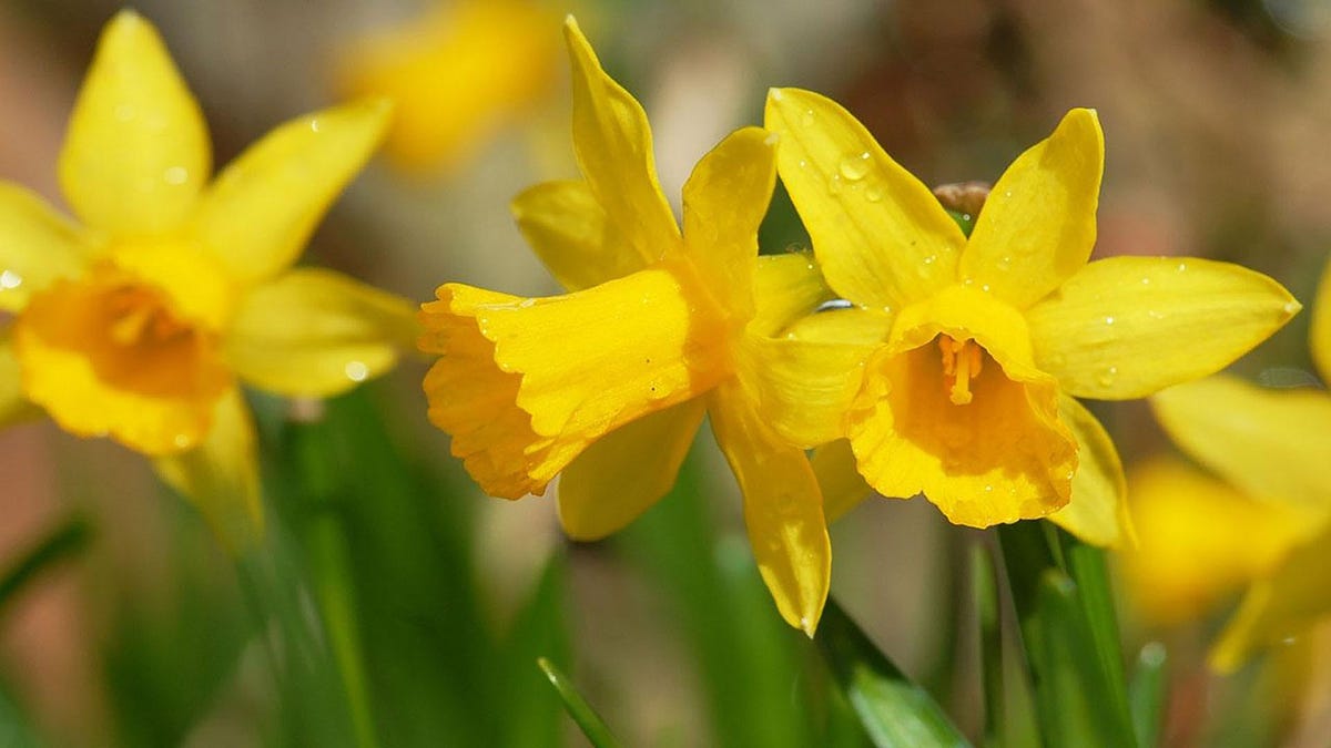 How much daffodil is poisonous to cats? by Make Yourself