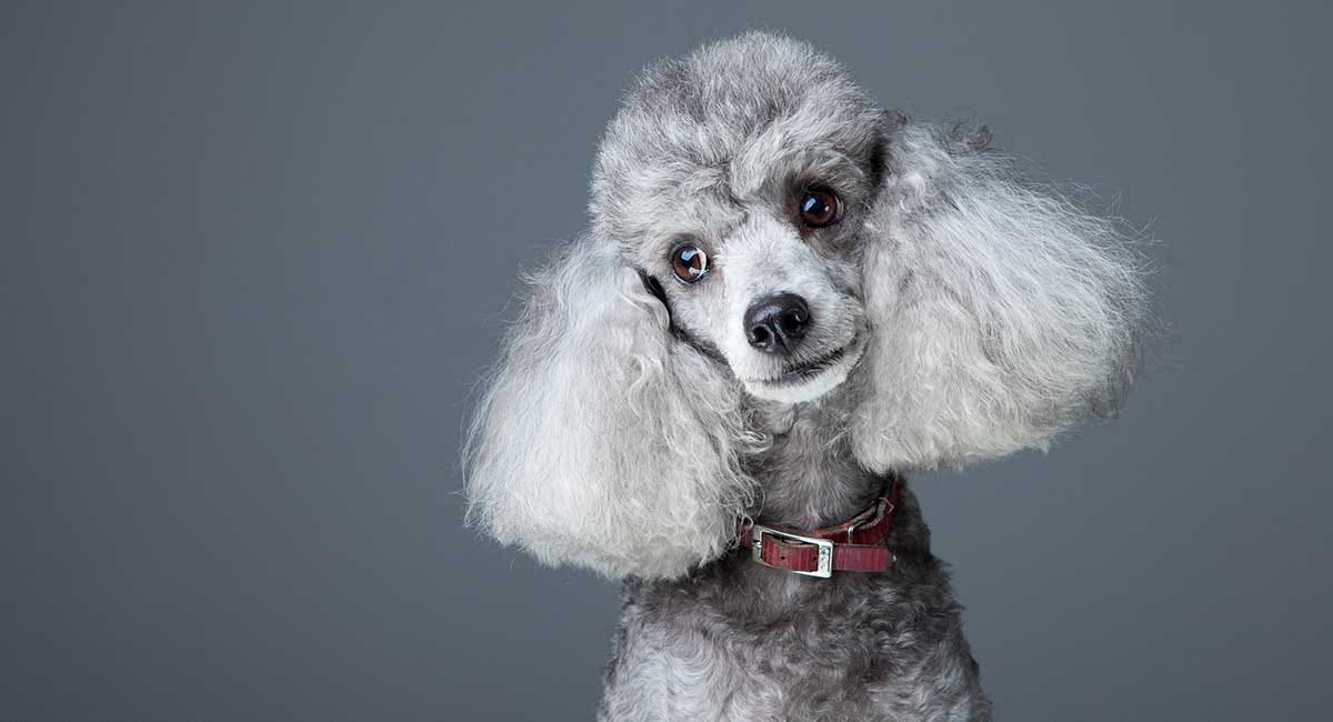 Poodle grey hot sale hair