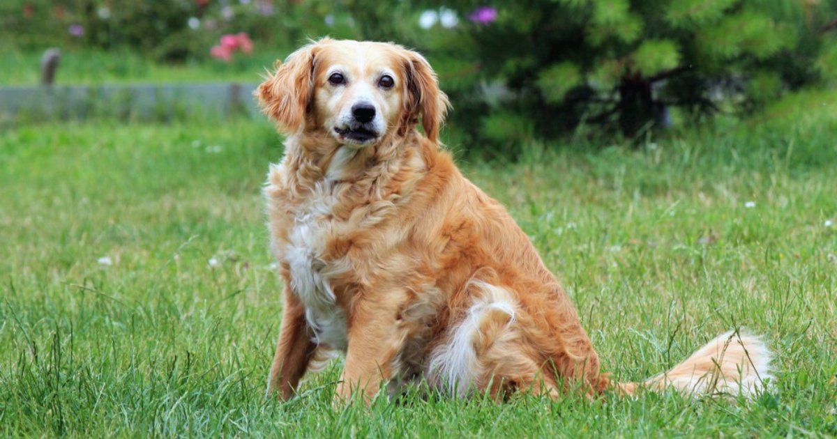 How to Potty Train Older Dog 5 Effective Steps Tales Journey Medium