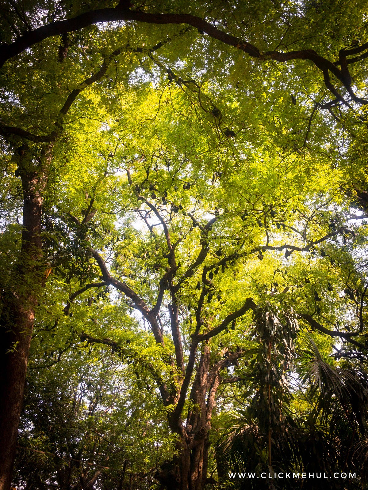 Why Are Bats Important?. The importance of bats to ecosystems… by