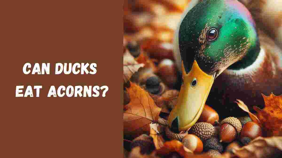 Can Ducks Eat Acorns? Ashraful Islam Medium