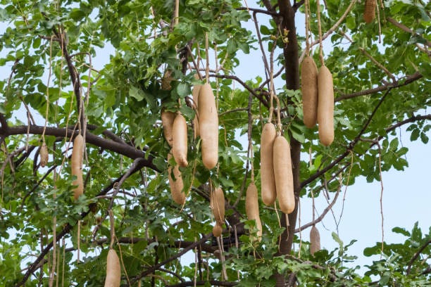 Kigelia africana (Sausage Tree)