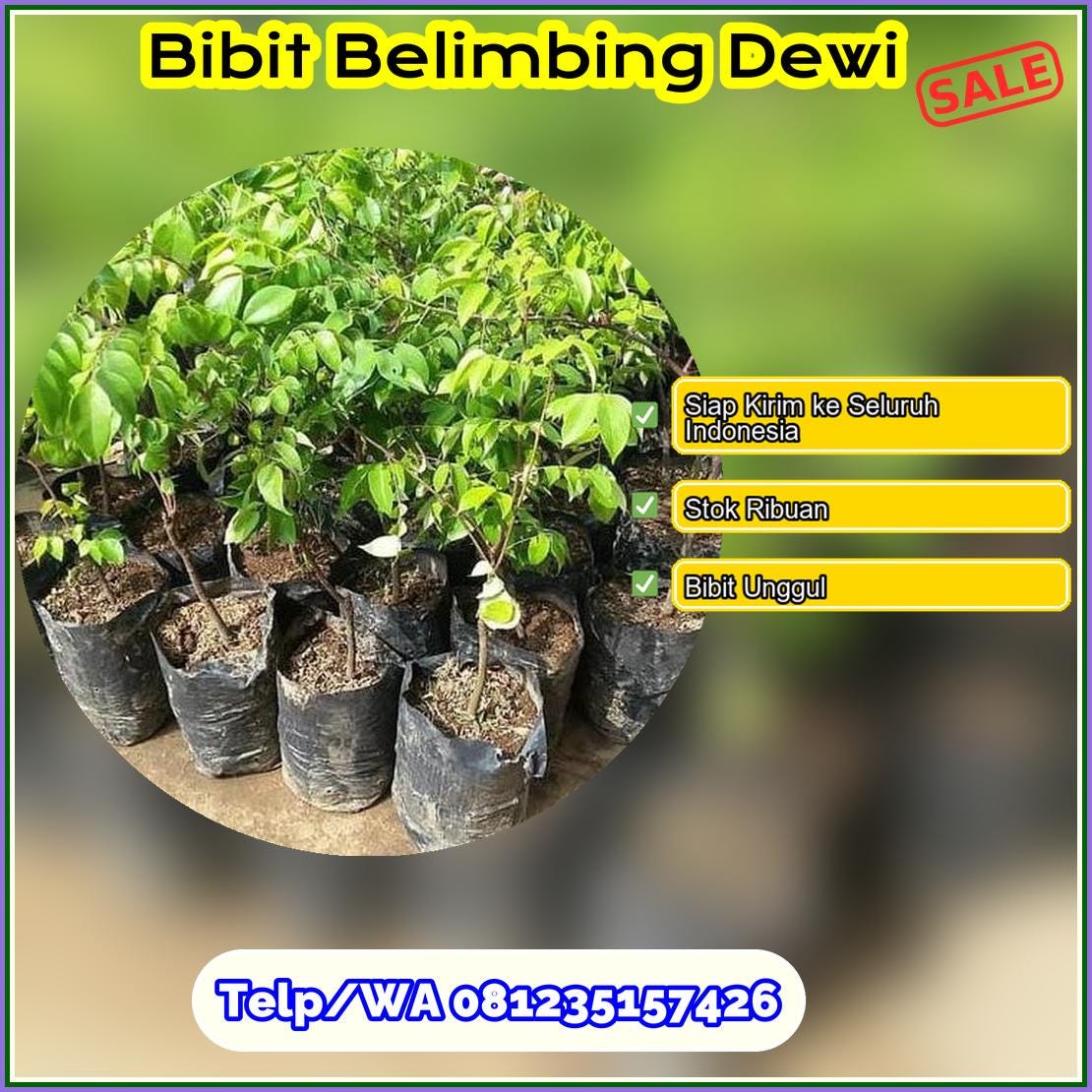 Pusat Pembibitan Bibit Belimbing Dewi Kulon Progo | by Marlino Kemuning ...