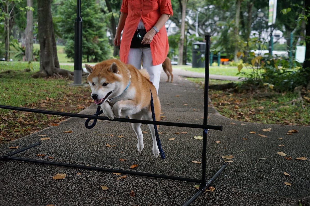 Unleashing the Potential The Role of Personal Dog Trainers in